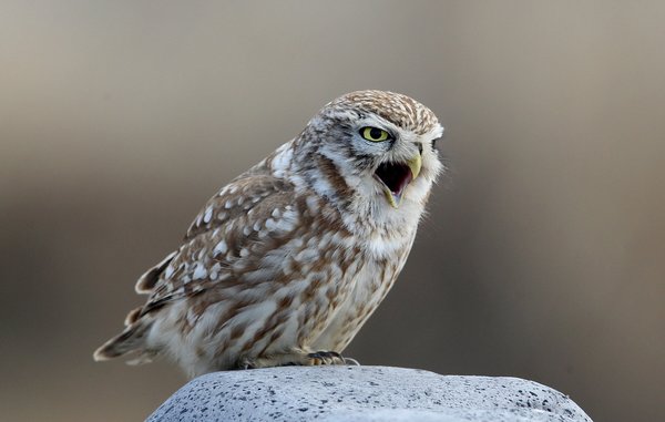 금눈쇠올빼미 펠릿 (Pellet)